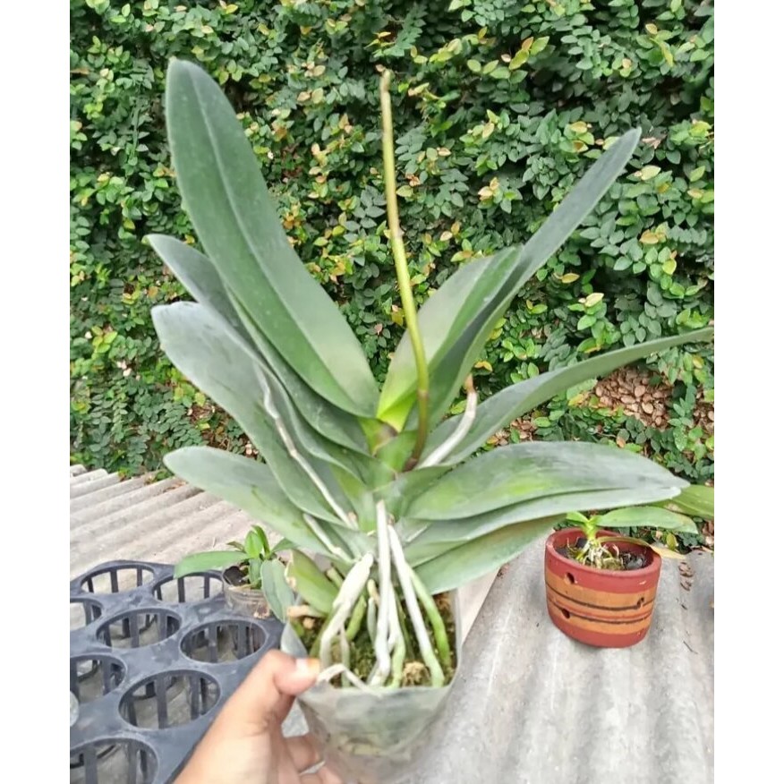 anggrek bulan dewasa sedang promo