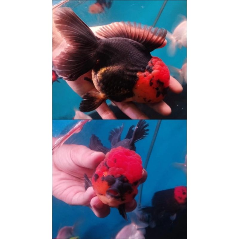 Ikan Hias Mas Koki Oranda Tanco 9-11 cm Super Jumbo