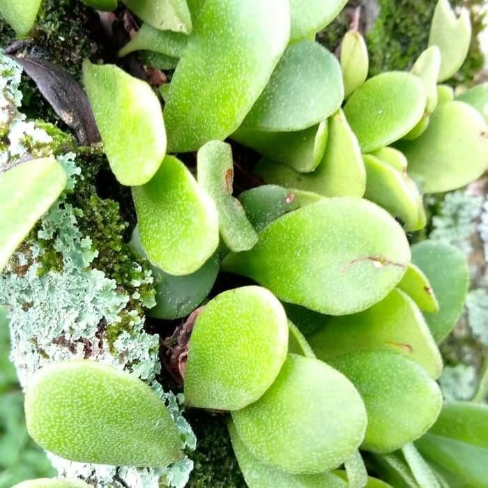 

Ready sisik naga segar