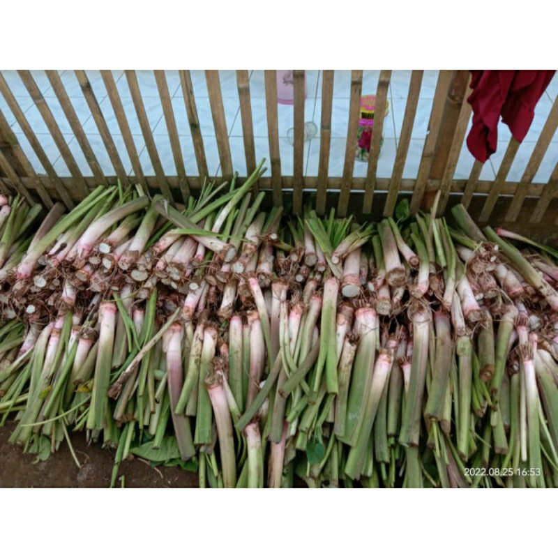 Bibit Talas Bogor/ Talas Pratama 1/ TP 1 (isi 5bibit)