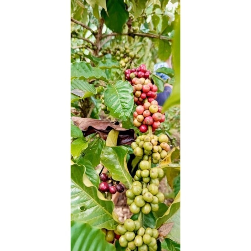 

bual buah kopi arabika segar 100gram H. O. A
