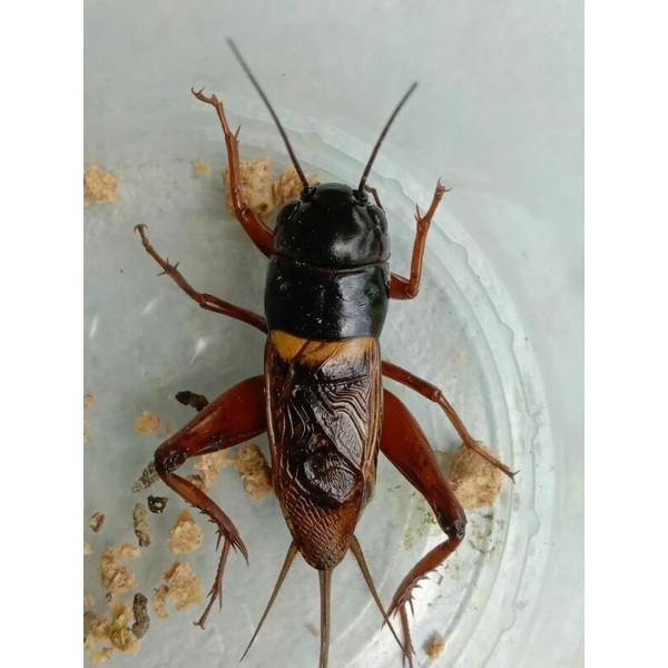 Jangkrik aduan / genggong / masteran
