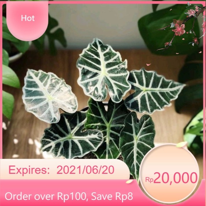 ( BISA COD ) Tanaman Hias Alokasia Parasol Bunga Hias Keladi Alocasia Parasol / Tanaman Indoor Aloca