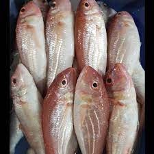 

Ikan Merah Segar 500gr Medan