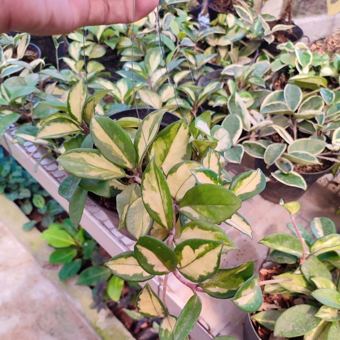 tanaman hias hoya cornosa rimbun - tanaman gantung Hoya cornosa