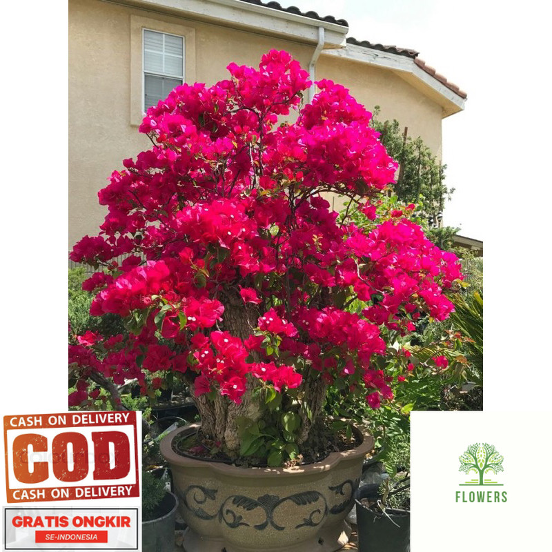 Bunga Bougenville / Kertas Id Merah Mega / Darah Bibit ORI -Tanaman Hidup- Bunga Hidup (COD)