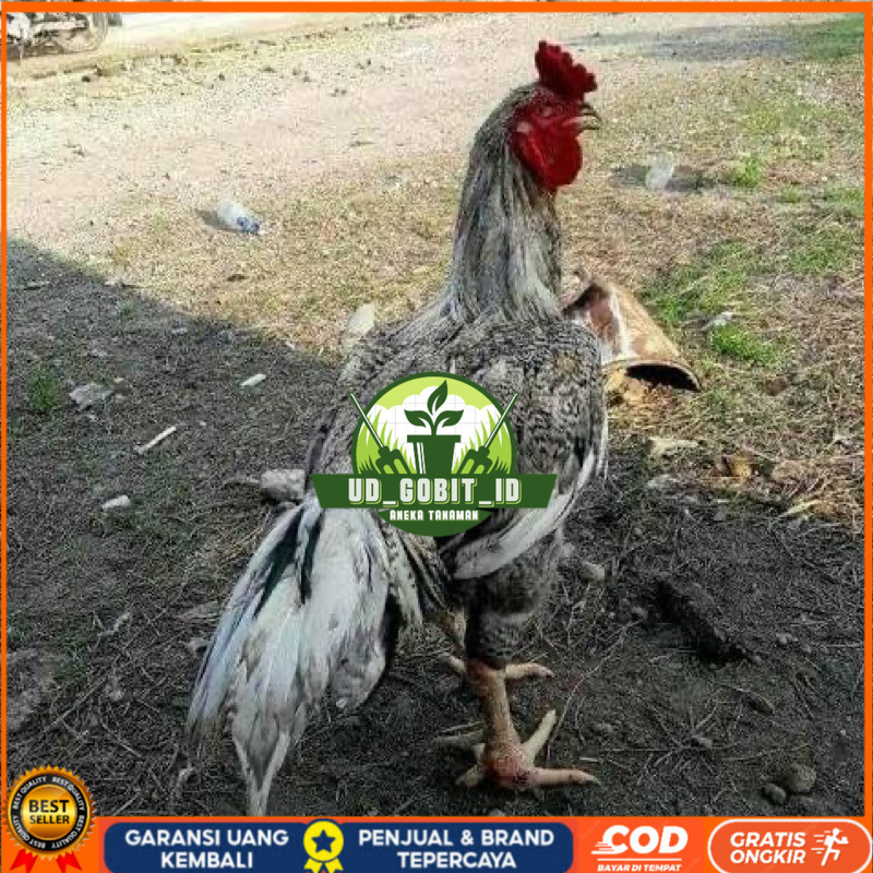 

TELUR FERTIL AYAM GORILA F1 UNTUK DITETASKAN UD_GOBIT_ID