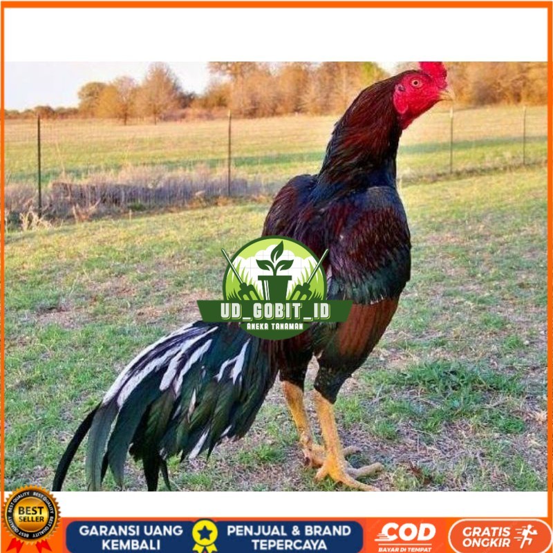 

TELUR AYAM SHAMO JEPANG PURE LINE TANAKA / AYAM ADUAN JEPANG SUPER BESAR UD_GOBIT_ID