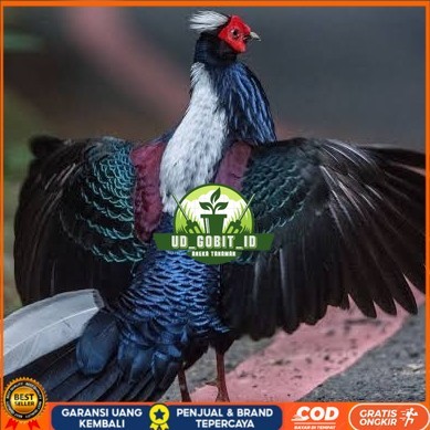

Telur ayam hias ringneck swinhoe pheasant fertil asli UD_GOBIT_ID