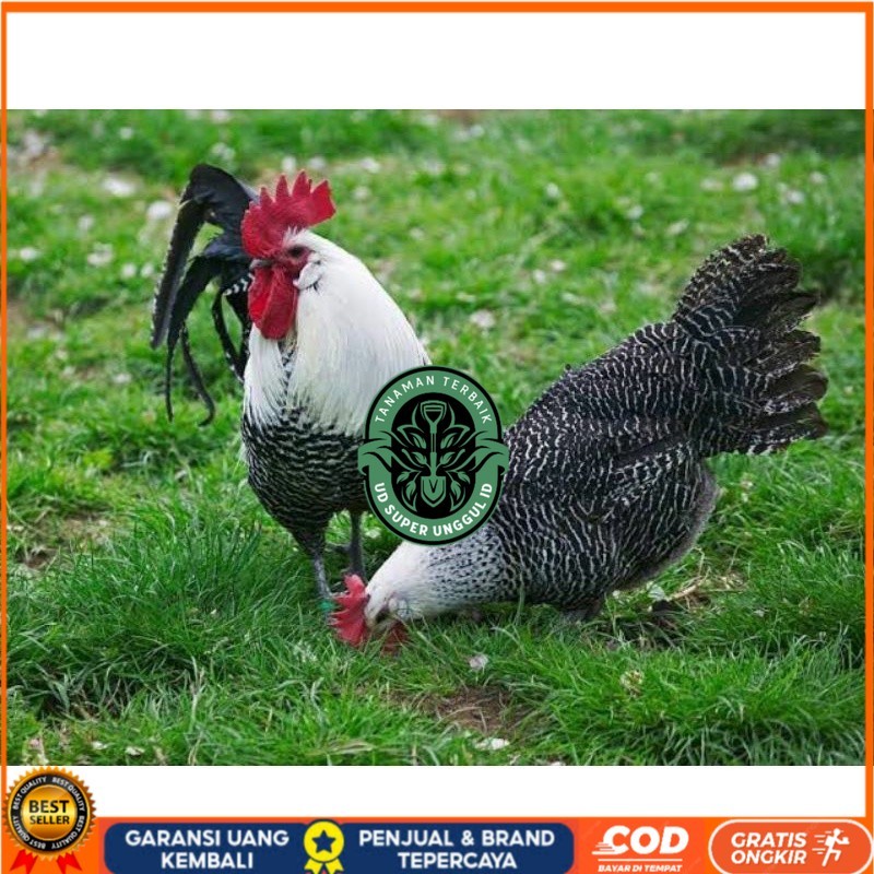 

TELUR AYAM ARAB PETELUR SUPER UNTUK DI TETASKAN UD_SUPER_UNGGUL_ID