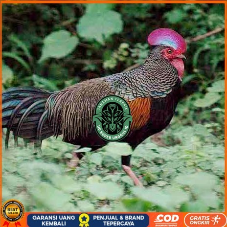 

Telur ayam hutan x jawa bekisar fertil siap ditetaskan - ayam hutan UD_SUPER_UNGGUL_ID