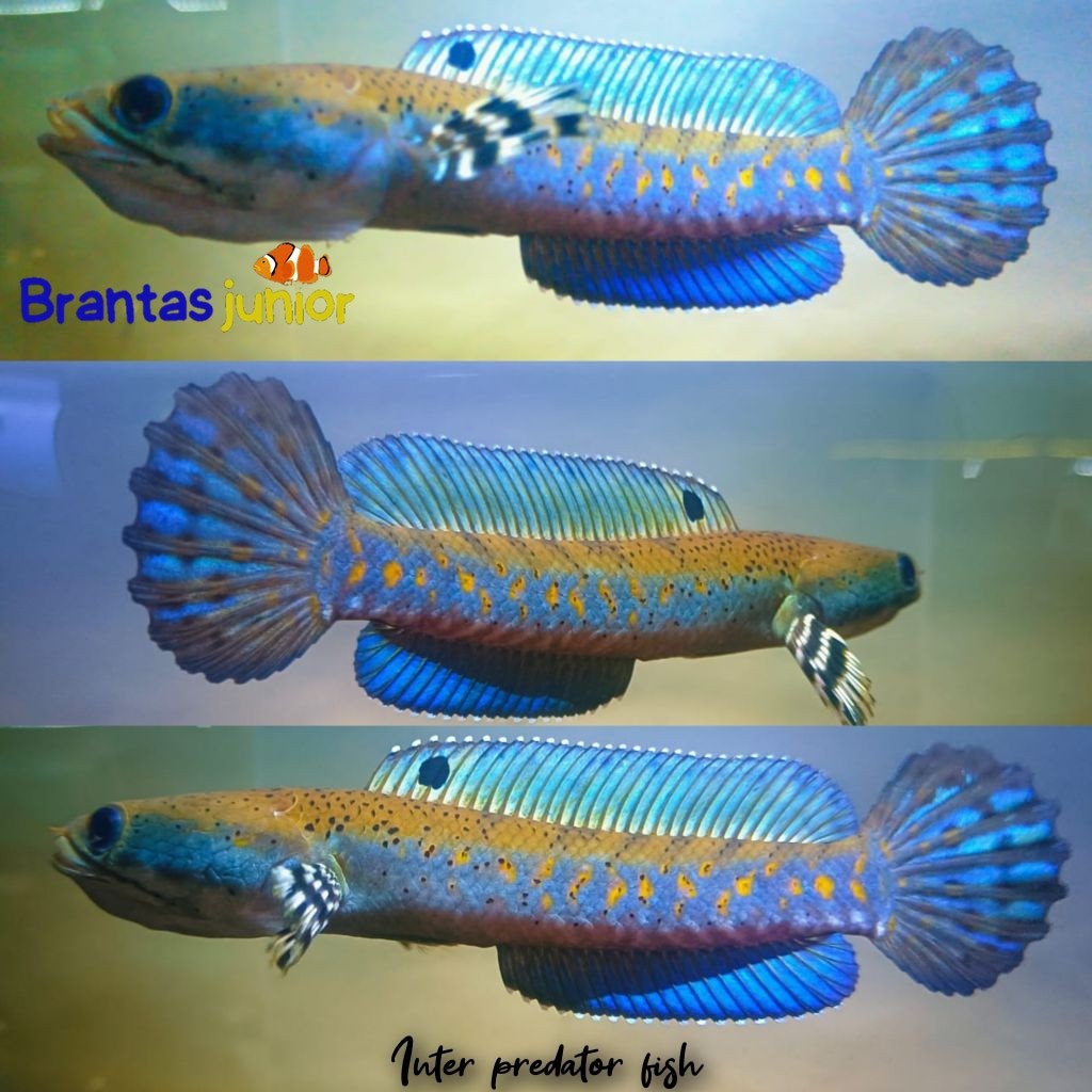 blue pulchra kualitas 7-8cm yellow spot cakep jisjus