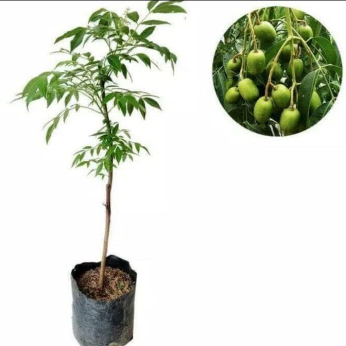 Bibit Pohon Buah Kedongdong - Tanaman Buah Pohon Kedongdong Mini