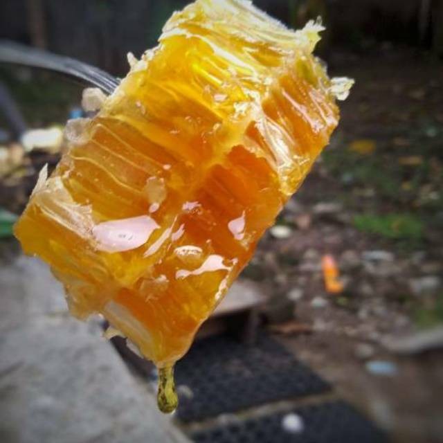 

JAMIN MURAH !!!Madu Sarang Addawiyah 99 Asli Malifera 500 & 250 gr(BISA LANGSUNG ORDER)