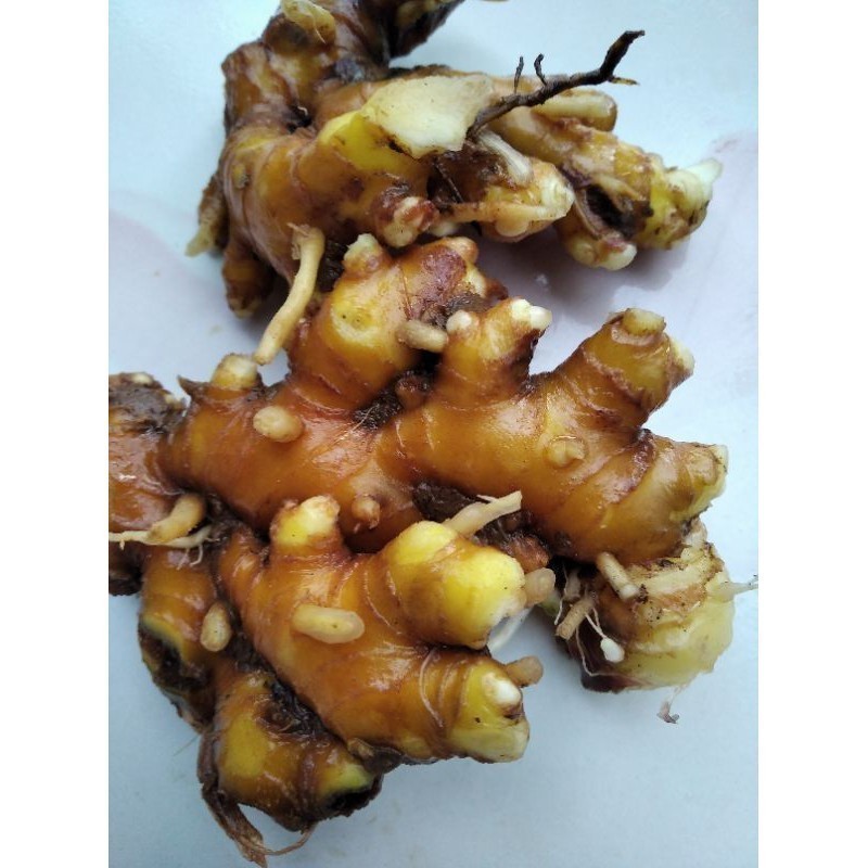 

Promo Lempuyang Lampuyang segar herbal 500gr 188 Herbal COD