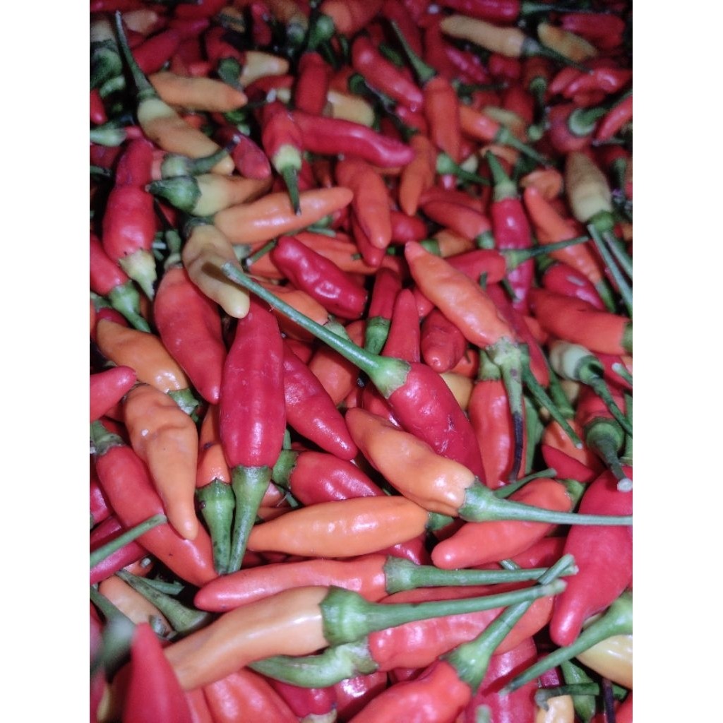 

Paket Cabai Rawit Super (Ori/Kaliber) Fresh 1 Kg