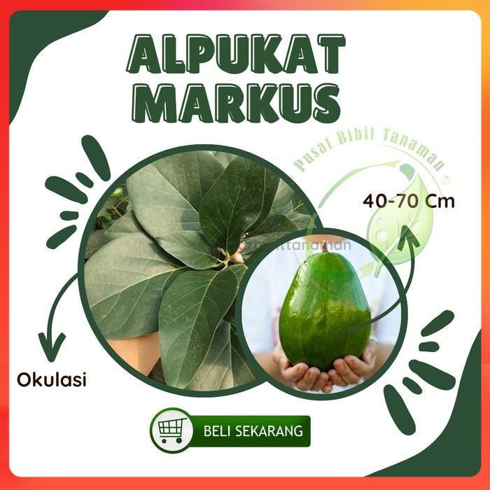 Bibit Tanaman Alpukat Markus Jumbo Okulasi Siap Tanam