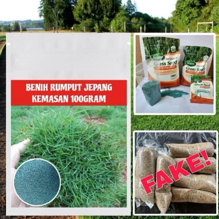 100gram benih rumput jepang -biji rumput jepang original