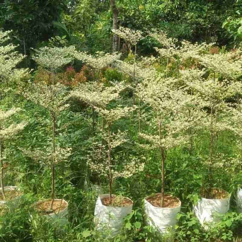 Pohon Ketapang Kencana Variegata