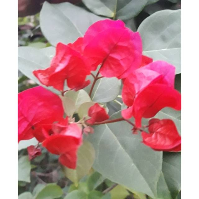 Batang Bugenvil Merah Fanta