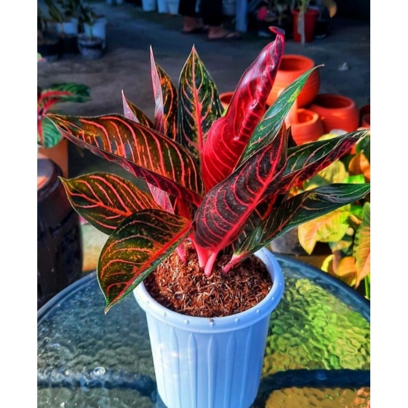 ( BISA COD ) Aglonema Red Sumatra Merah Mutasi Tanaman Hias Aglonema Aglaonema Red Sumatra Merah Mut