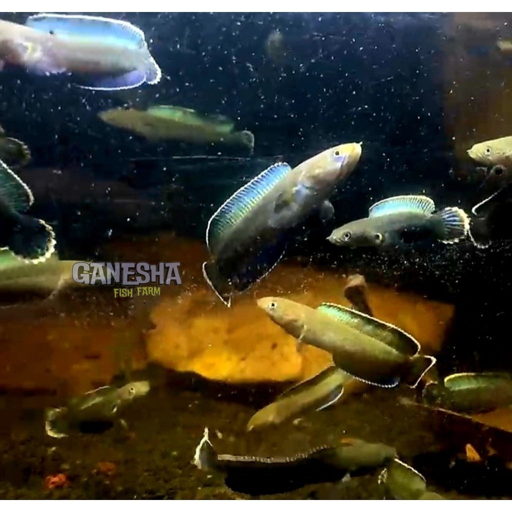 channa andrao 5-7 cm grad a+ garansi pengiriman 100%