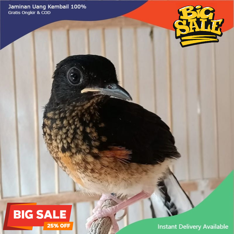 burung Murai TROTOL Medan Prediksi Jantan Mulus