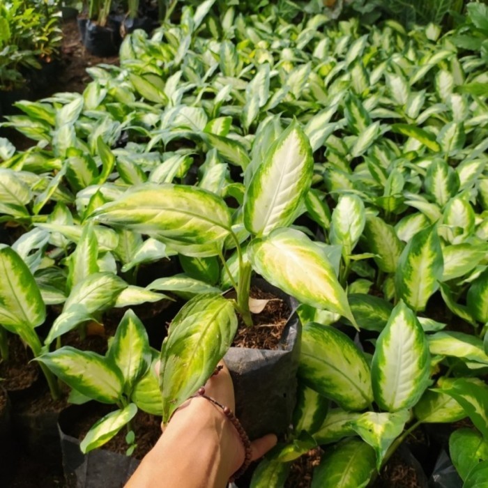 tanaman hias blanceng susu - aglonema blanceng susu