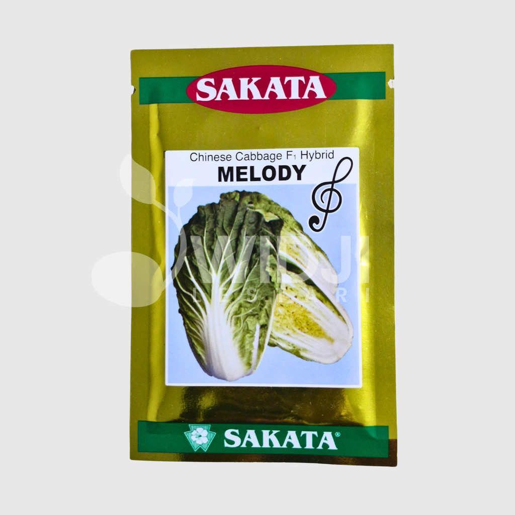 Bibit Sawi Putih Melody F1 Sakata 10gr Panen Cepat dan Produktif