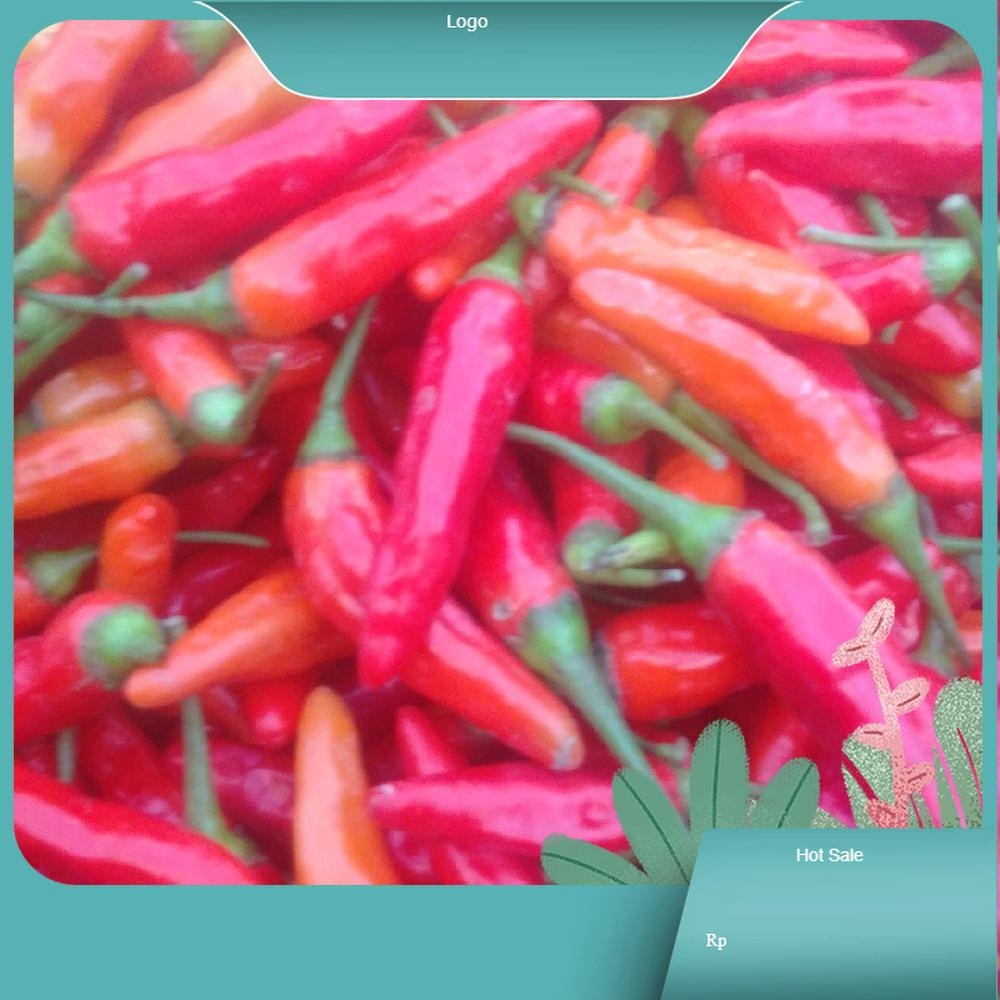 

cengek domba ori pedas segar / cabai domba ori pedas segar Kecombrang