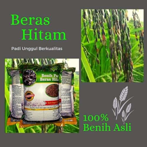 

Promo Bibit padi hitam cempo ireng Organik