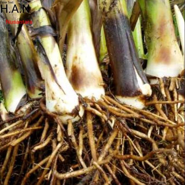 

Akar pohon pisang segar 1kg organik