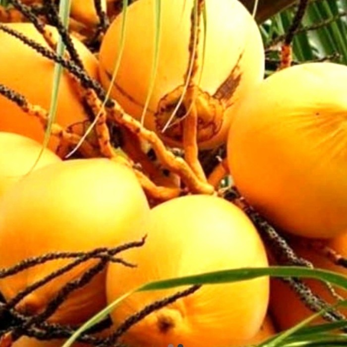 

buah kelapa gading kuning muda /pcs