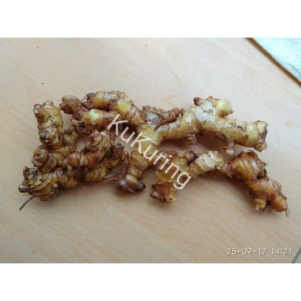 

Lempuyang Lampuyang Segar Basah 500gr Lempuyung Lampuyung