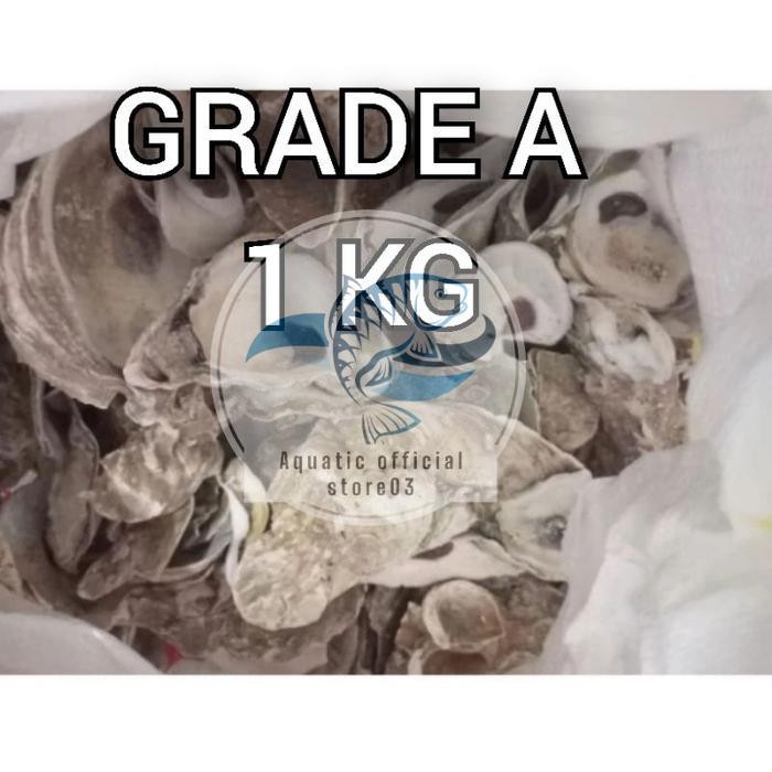 Oyster 1 kg / oyster / kerang oyster / cangkang oyster / media filter / media filter koi / media fil