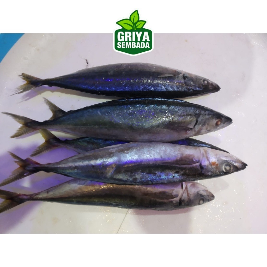 

Ikan Layang Segar 1KG Griya Sembada