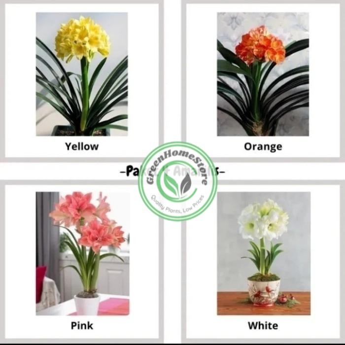 tanaman hias paket 20 Bakung amarilis bunga warna warni