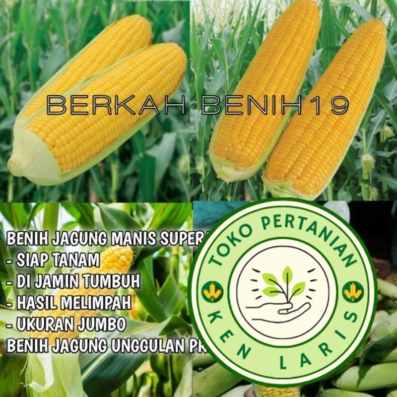 TERLARIS 5000++ BENIH JAGUNG MANIS JUMBO SUPERAN BIBIT UNGGULAN PETANI