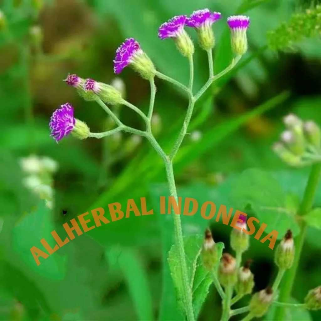 

Daun tempuh wiyang/temu wiyang patah kemudi segar