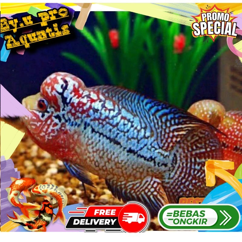 Perlengkapan aquarium A Burayak lohan kamfa x gb 3-8cm f1 louhan bonus pakan | kebutuhan aquarium BE