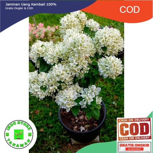 Tanaman hias bunga bougenville singapur Putih bibit ori / bogenvil sj putih  / bugenvil sj putih / s