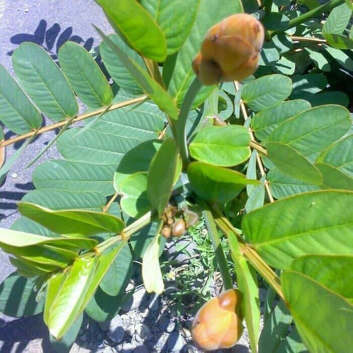 

Ready Daun ketepeng segar