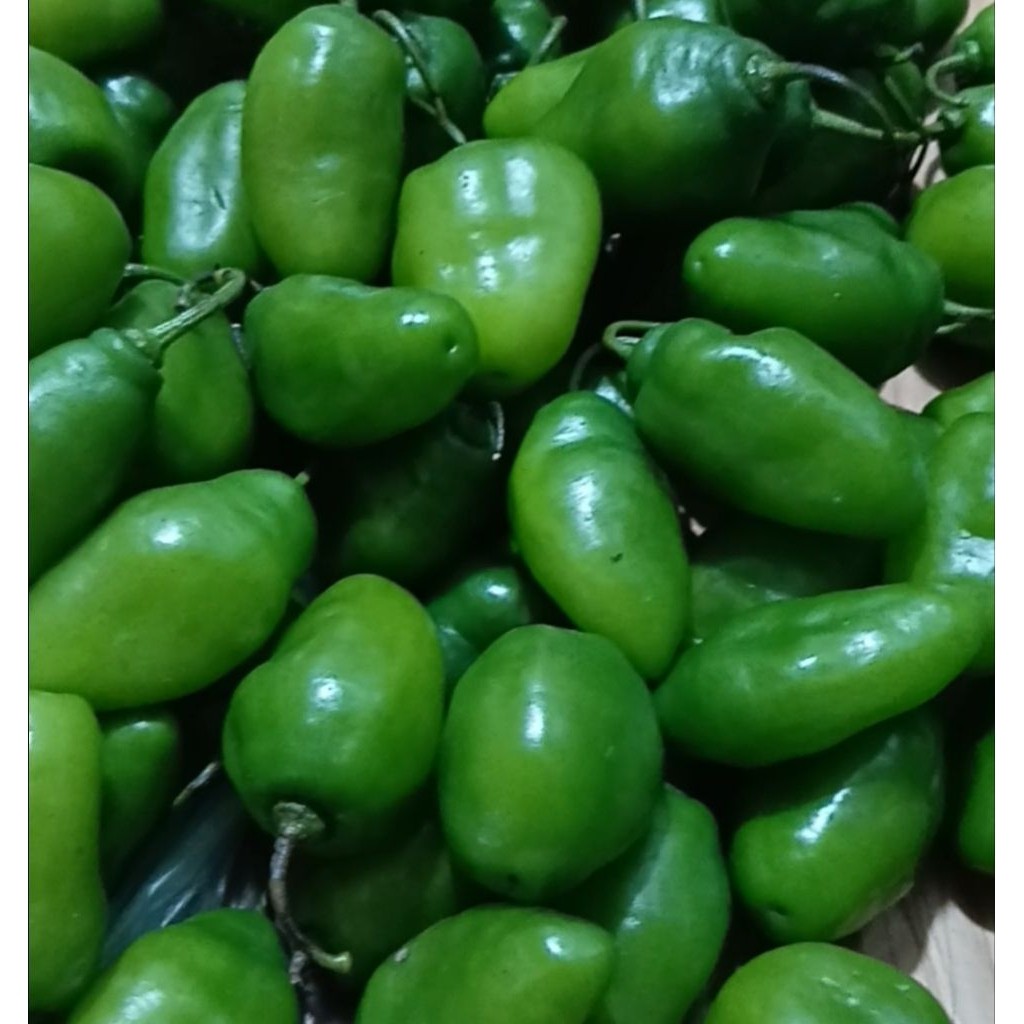 

TERLARIS harga spesial cabe gendot 1kg