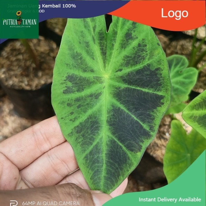 TANAMAN HIAS KELADI BLACK MAGIC/CALADIUM HITAM