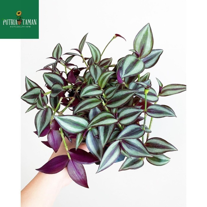 Tanaman Gantung Indoor Zebrina Gewor Hias Bibit Tanaman Indoor Gantung