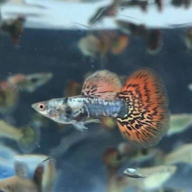 IKAN HIAS GUPPY DRAGON AIR TAWAR AQUARIUM AQUASCAPE