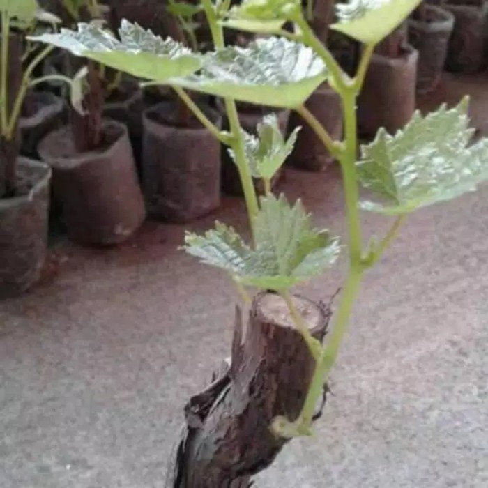 bibit anggur yelow, anggur rambat