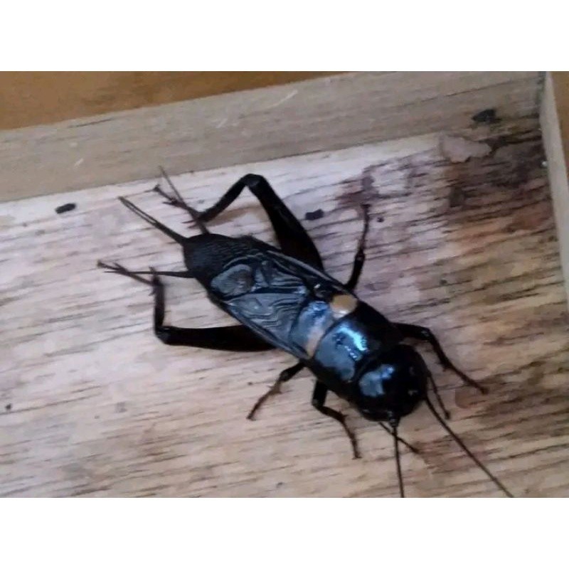 JANGKRIK ADUAN/JANGKRIK SAWAH/JANGKRIK GENGGONG/JANGKRIK PENGUSIR TIKUS / JANGKRIK GUNUNG / JANGKRIK