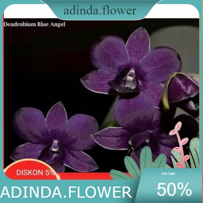 Anggrek Dendrobium Blue Angel
