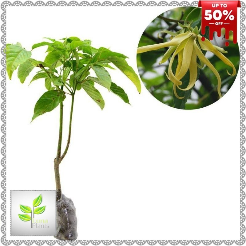 ( BISA COD ) Tanaman Hias Bunga Kenanga Pohon Kenanga / Tanaman Hidup Bunga Kenanga Bunga Hias Bunga